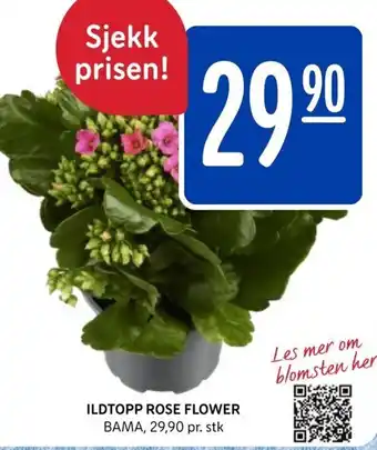 Rema 1000 Ildtopp Rose Flower tilbud