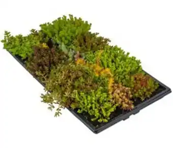 Plantasjen Sedummatter på tak tilbud