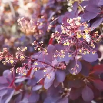 Plantasjen Parykkbusk 'royal purple' tilbud