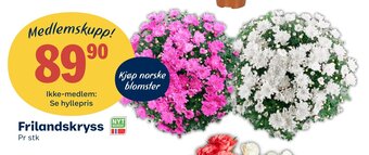 Coop Extra Frilandskryss tilbud