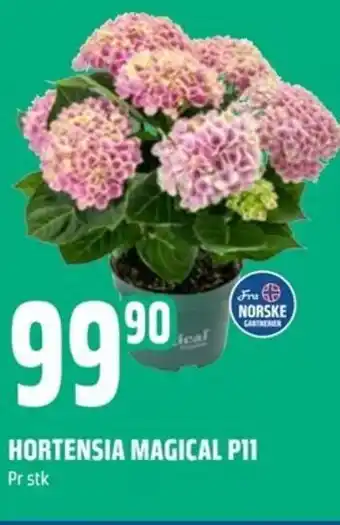 Coop Obs Hortensia Magical P11 tilbud