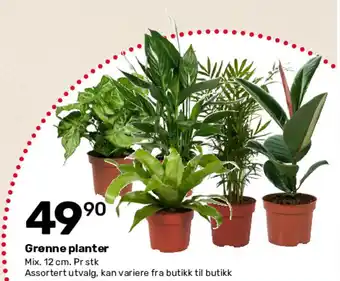 Matkroken Grenne planter tilbud