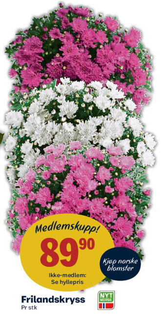 Matkroken Frilandskryss tilbud