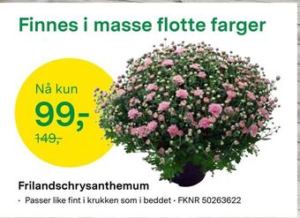 Felleskjøpet Frilandschrysanthemum tilbud