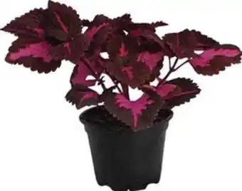 Plantasjen Praktspragle 'china rose' tilbud