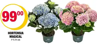 Coop Extra Hortensia Magical tilbud