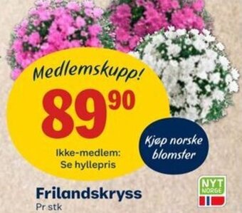 Coop Mega Frilandskryss tilbud