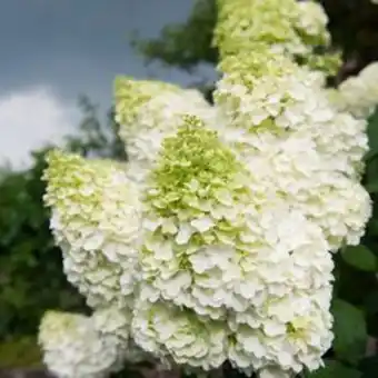 Plantasjen Syrinhortensia white light tilbud