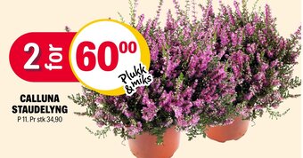 Coop Extra Calluna Staudelyng tilbud