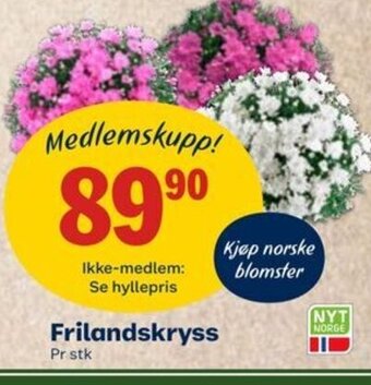 Coop Mega Frilandskryss tilbud