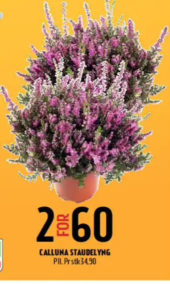 Coop Prix Calluna staudelying tilbud