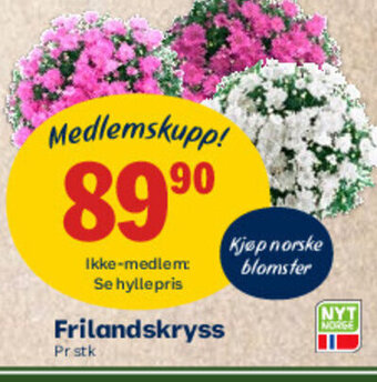 Coop Mega Frilandskryss tilbud