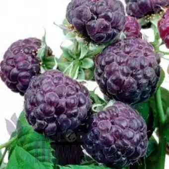 Plantasjen Bringebær 'glen coe', bio tilbud