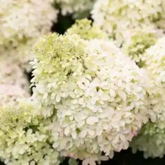 Plantasjen Syrinhortensia living royal flower® tilbud