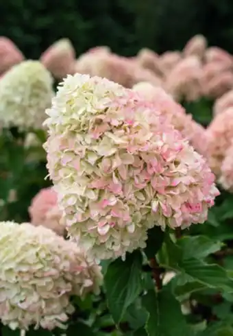 Plantasjen Syrinhortensia living summer love® tilbud
