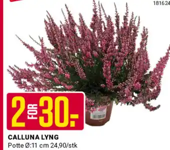 Europris Calluna Lyng tilbud