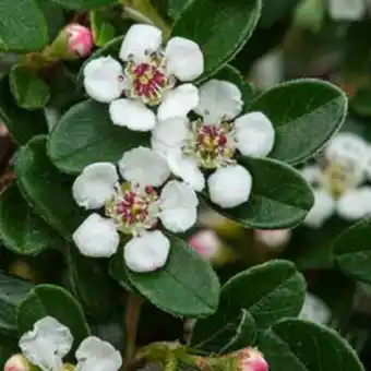 Plantasjen Vintermispel 'coral beauty' tilbud