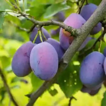 Plantasjen Plomme 'opal' st julien a tilbud