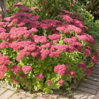 Plantasjen Evigbergknapp tilbud