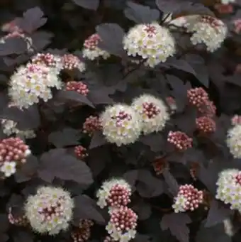 Plantasjen Blærespirea 'diabolo' tilbud