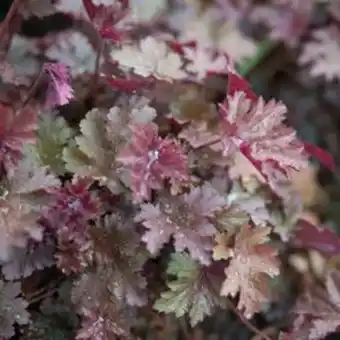 Plantasjen Alunrot tilbud