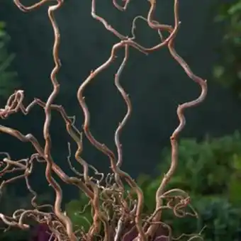 Plantasjen Vrihassel 'contorta' tilbud