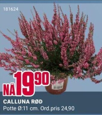 Europris Calluna Rød tilbud