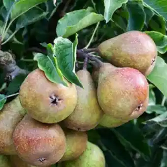 Plantasjen Pære familietre tilbud
