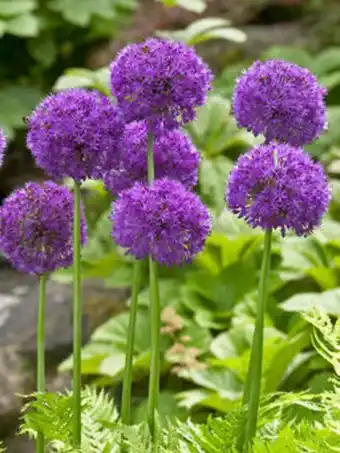 Plantasjen Allium 'purple sensation' tilbud