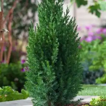 Plantasjen Kinaeiner 'stricta' tilbud