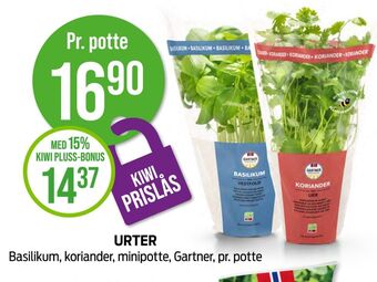 Kiwi Gartner krydderurt tilbud