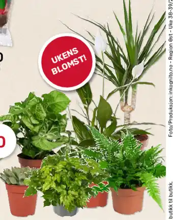 Grønne Planter