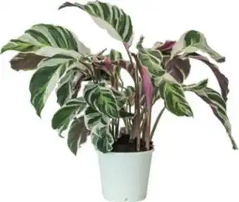 Calathea ‘white fusion’