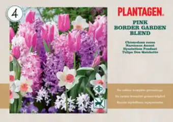 Plantasjen Vårløk miks 'pink blend' tilbud
