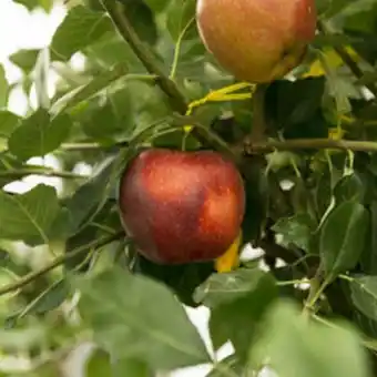 Plantasjen Eple 'james grieve' b9 tilbud