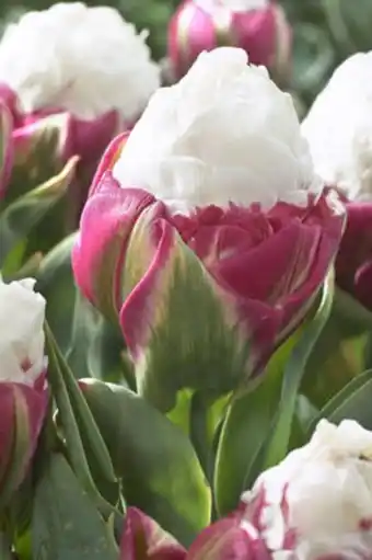 Tulipan 'ice cream'