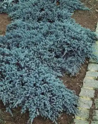 Plantasjen Himalayaeiner 'blue carpet' tilbud