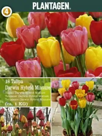 Plantasjen Darwin hybrid tulipan tilbud