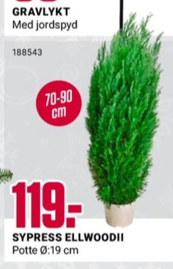 Europris Ukjent plante tilbud