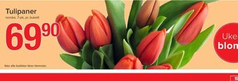 Spar Tulipaner tilbud