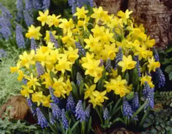 Plantasjen Høstløk miks sunshine blue tilbud