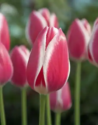 Dawring hybrid tulipan 'candy apple delight'