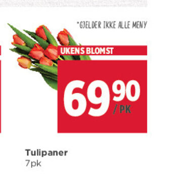 Meny Tulipaner tilbud