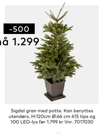 Skeidar Sigdal gran med potte tilbud
