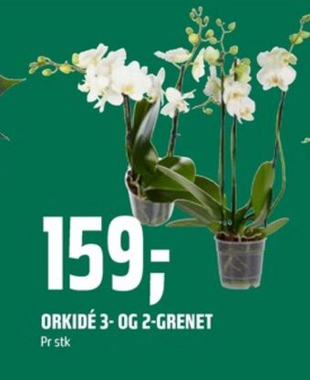 Coop Obs Ukjent plante tilbud