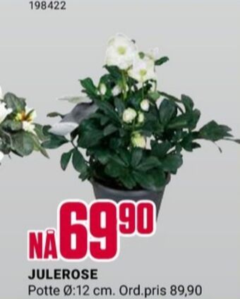 Europris Ukjent plante tilbud