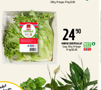 Coop Prix Norsk Crispisalat tilbud