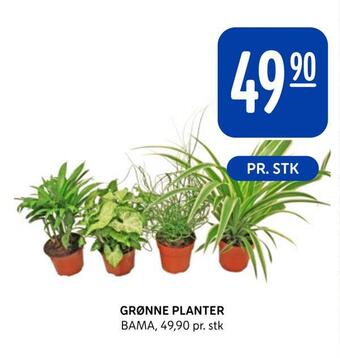 Rema 1000 Grønne planter tilbud
