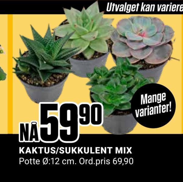 Europris Kaktus/sukkulent mix tilbud