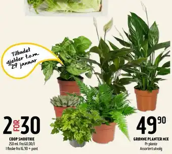 Grønne planter mix